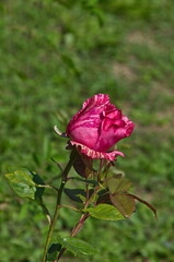 View of blooming patterned rose in white and pink, Sofia, Bulgaria  
