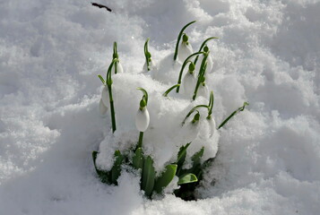  Fresh white snowdrops in the snow garden in early spring, Sofia, Bulgaria   