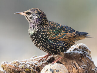 Star (Sturnus vulgaris)