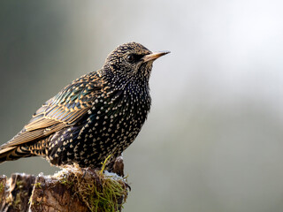 Star (Sturnus vulgaris)