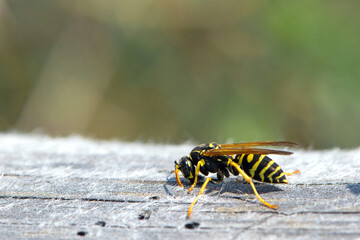 Vespula germanica, European wasp, German wasp. while scratching a wooden surface with its jaws, from which cellulose will be obtained, to build the nest. Isolated specimen, macro insect