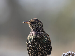 Star (Sturnus vulgaris)