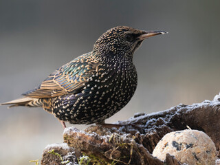 Star (Sturnus vulgaris)