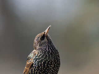 Star (Sturnus vulgaris)