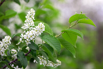 Prunus padus. common bird cherry. flowering tree. small white flowers on a branch. wild growing tree. bird cherry bush in spring, young green leaves. close-up. beauty of nature. natural background