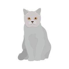 Fototapeta premium Vector illustration of grey cat in cartoon flat style. Cute pet animal in different pose. Animal icon on white isolated background