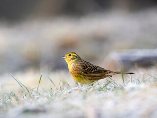 Goldammer (Emberiza citrinella)