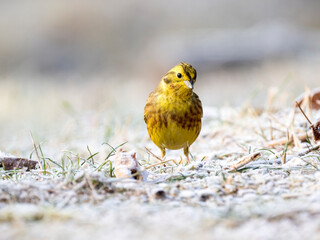 Goldammer (Emberiza citrinella)