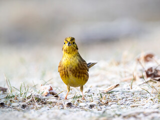 Goldammer (Emberiza citrinella)