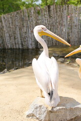 white pelican, animals in captivity, suffering of animals and birds in captivity.
