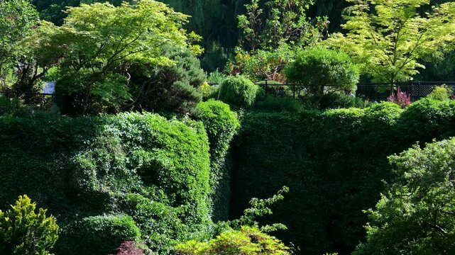Moving through a tropical forest with a large tree at the front and a lush coloration that can be found in a rainforest only
