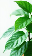 Fototapeta premium Philodendron paraiso verde leaves against a clean white backdrop, leafy, nature