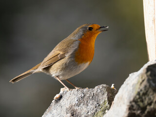 Rotkehlchen (Erithacus rubecula)