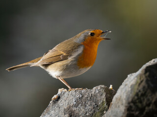 Fototapeta premium Rotkehlchen&nbsp;(Erithacus rubecula)