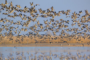 Big flock of greater white-fronted geese  (Anser albifrons) in flight.