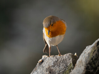 Rotkehlchen (Erithacus rubecula)