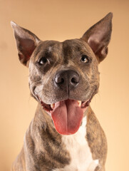 Portrait of an American Staffordshire Terrier dog with its tongue sticking out smiling on a brown background