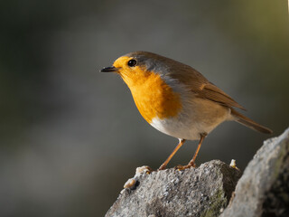 Rotkehlchen (Erithacus rubecula)