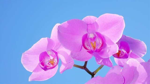 Amaranth purple orchid blossoms swaying on the wind against bright blue sky. Beautiful nature at sunny summer day. Luxury tropical phalaenopsis flower. Close up shot.
