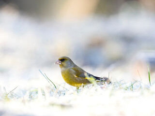 Grünfink (Chloris chloris)