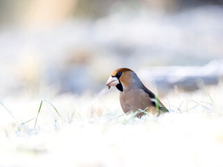 Kernbeißer (Coccothraustes coccothraustes)
