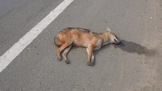 The Golden jackal has died due to a car accident on the highway