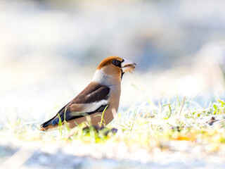 Kernbeißer (Coccothraustes coccothraustes)