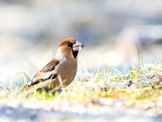Kernbeißer (Coccothraustes coccothraustes)