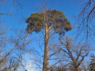 tree and sky