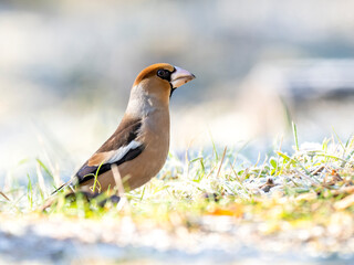 Kernbeißer (Coccothraustes coccothraustes)