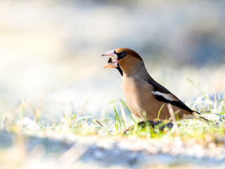 Kernbeißer (Coccothraustes coccothraustes)