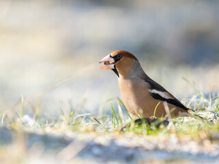 Kernbeißer (Coccothraustes coccothraustes)