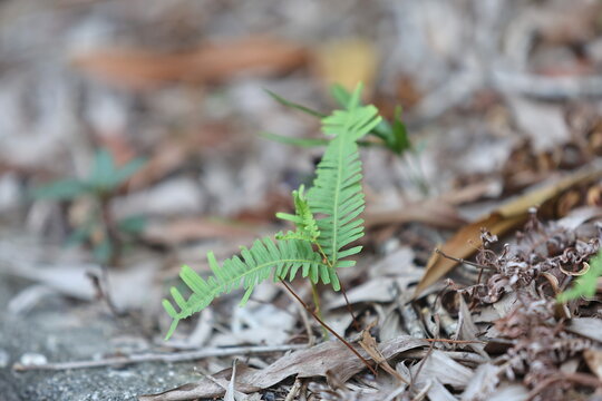 Paku pakis ialah tumbuhan vaskular tidak berbiji yang tergolong bersama pakis yang lain dalam alam tumbuhan yang digelar Pteridophyta