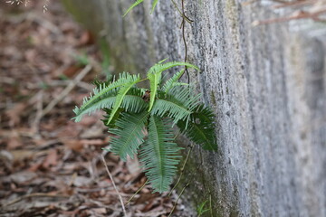 Paku pakis ialah tumbuhan vaskular tidak berbiji yang tergolong bersama pakis yang lain dalam alam tumbuhan yang digelar Pteridophyta © AZ PICTURES