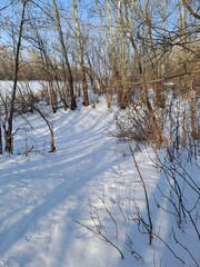 river in winter forest