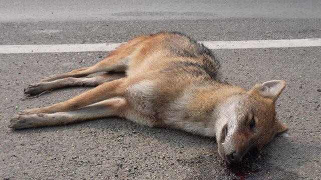 The dead jackal has fallen on the highway