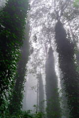 misty morning in the forest