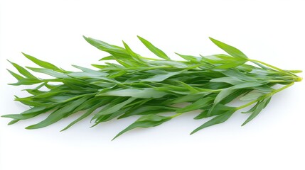 Fototapeta premium Fresh Green Tarragon Herb Branch Isolated on White Background