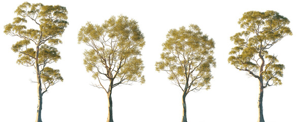 Eucalyptus amygdalina flowering tree (black peppermint) trees isolated png in evening on a transparent background premium cutout