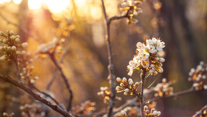 apple tree blossom in spring