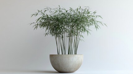 Lush Green Bamboo Plant in Contemporary Round Pot for Indoor Decor