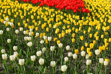 Vibrant Field of Red, Yellow, and White Tulips in Full Bloom on a Sunny Day