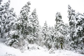 Tall pine trees in the winter with snow