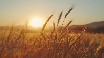 Obraz premium Golden wheat field sunset, rural landscape, agriculture, harvest