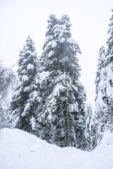 Pine trees in deep snow
