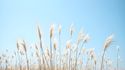 Obraz premium Miscanthus in the sun