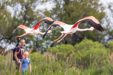 Family watching Greater Flamingo (Phoenicopterus roseus) in flight, Ornithological park of Pont de...