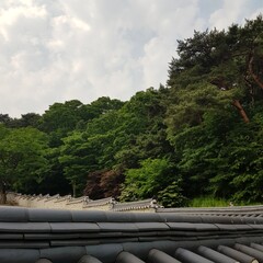 나무
