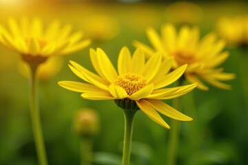 Obraz premium Sun-kissed flowers golden yellow, petal shape similar to artichoke, delicate and slender, wildflowers, nature, field