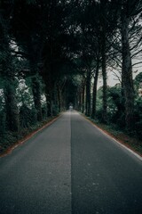 Fototapeta premium Serene road through a natural tree tunnel.